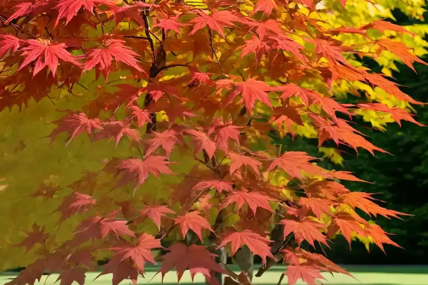 Acer x freemanii ‘autumn blaze’ (freeman maple) — photo 2