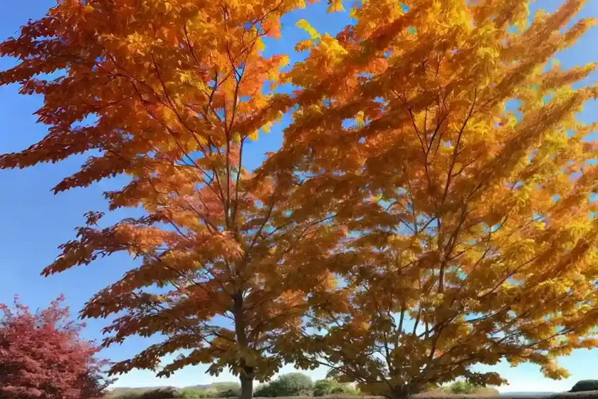 Acer x freemanii ‘autumn blaze’ (freeman maple) — photo 3