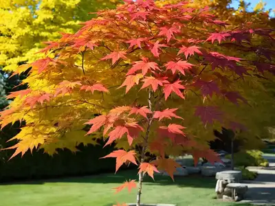 Acer X Freemanii ‘Autumn Blaze’ (Freeman Maple)