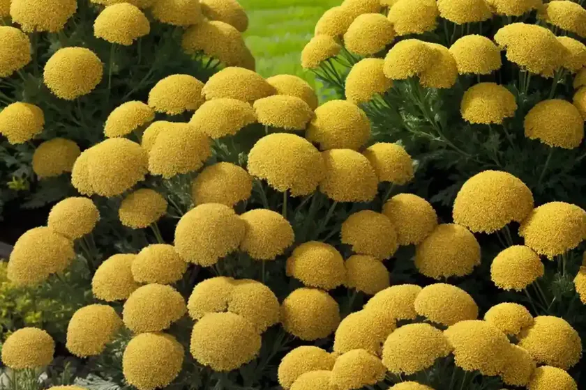 Achillea ‘coronation gold’) — photo 2