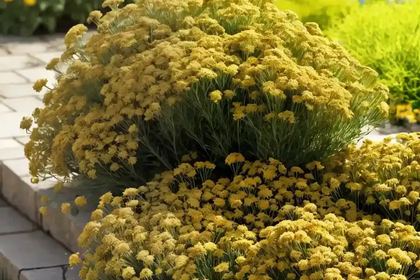 Achillea ‘coronation gold’) — photo 3