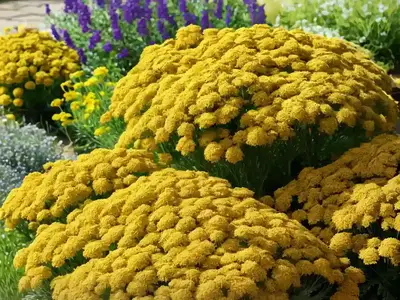 Achillea ‘Coronation Gold’)