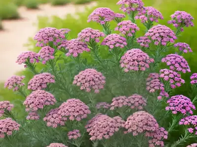 Achillea Desert Eve Deep Rose (Yarrow)