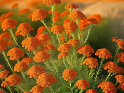 Achillea Desert Eve Red (Yarrow)