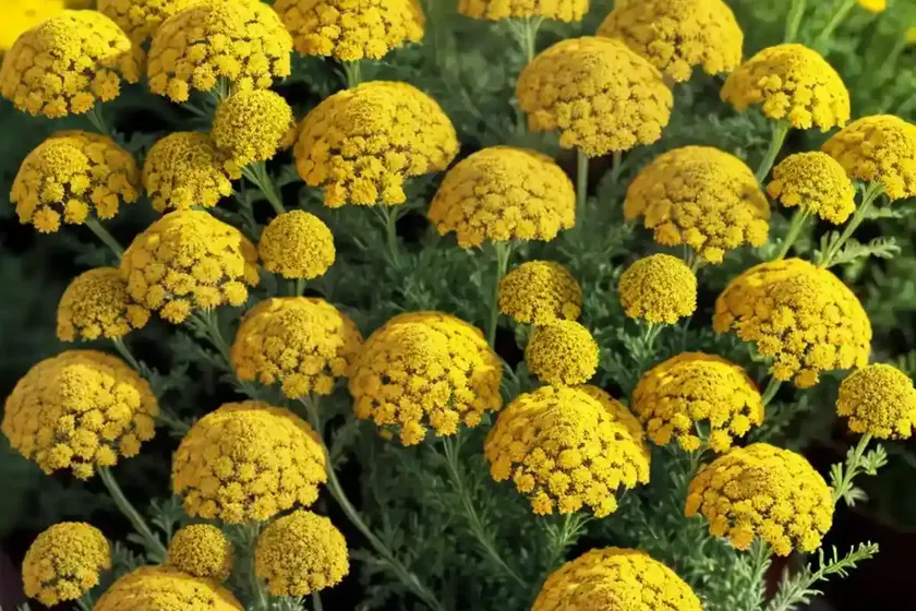 Achillea desert eve terracotta (yarrow) — photo 2