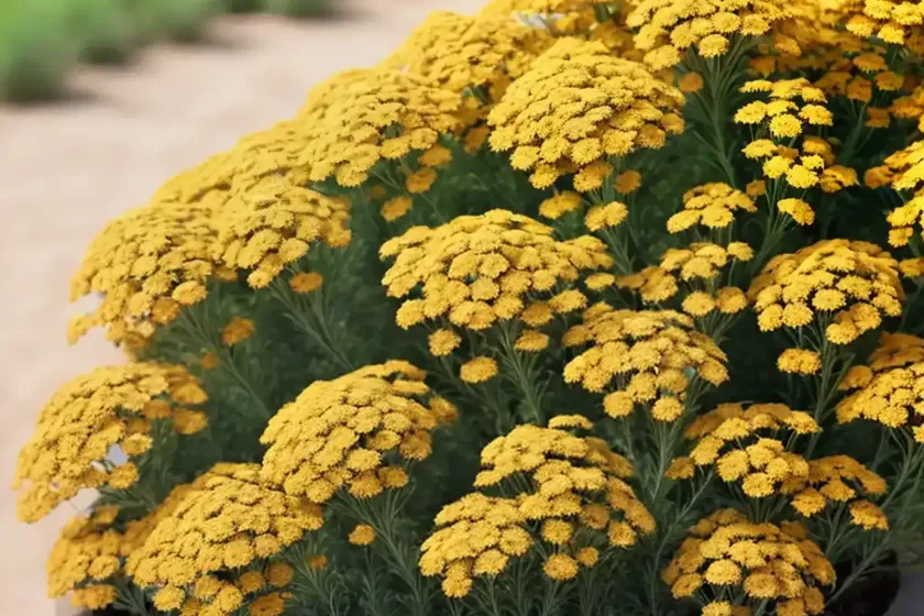 Achillea desert eve terracotta (yarrow) — photo 3