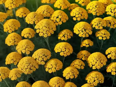 Achillea Desert Eve Terracotta (Yarrow)