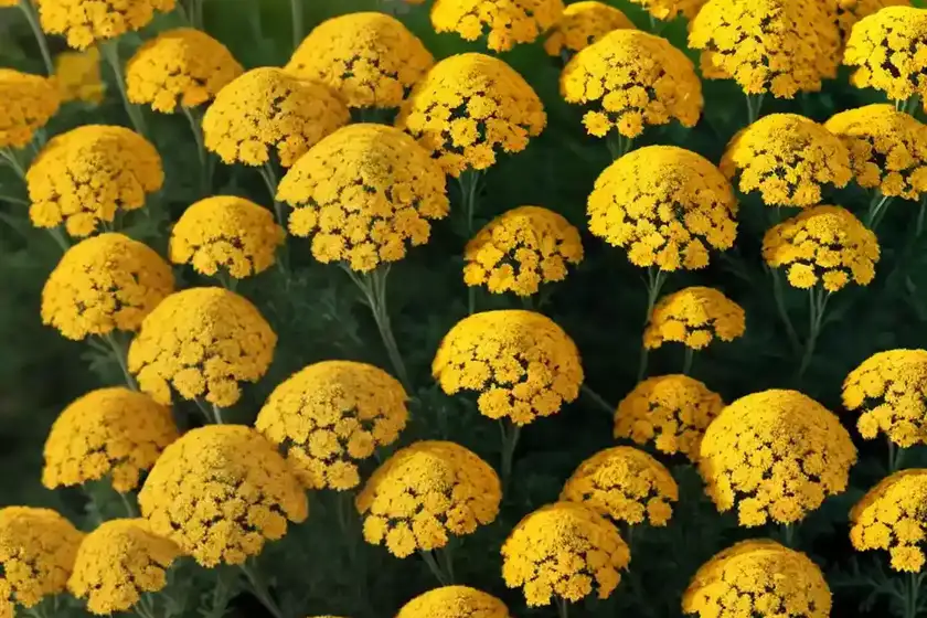 Achillea desert eve terracotta (yarrow)