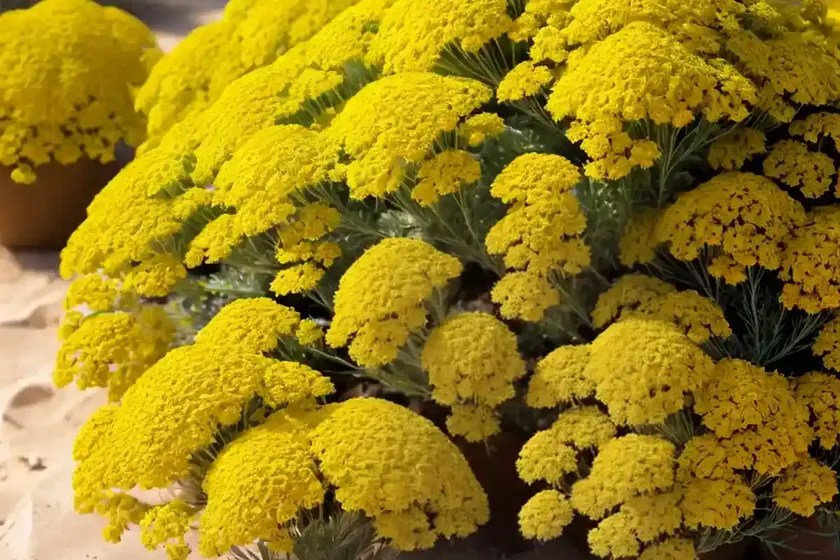 Achillea desert eve yellow (yarrow) — photo 2