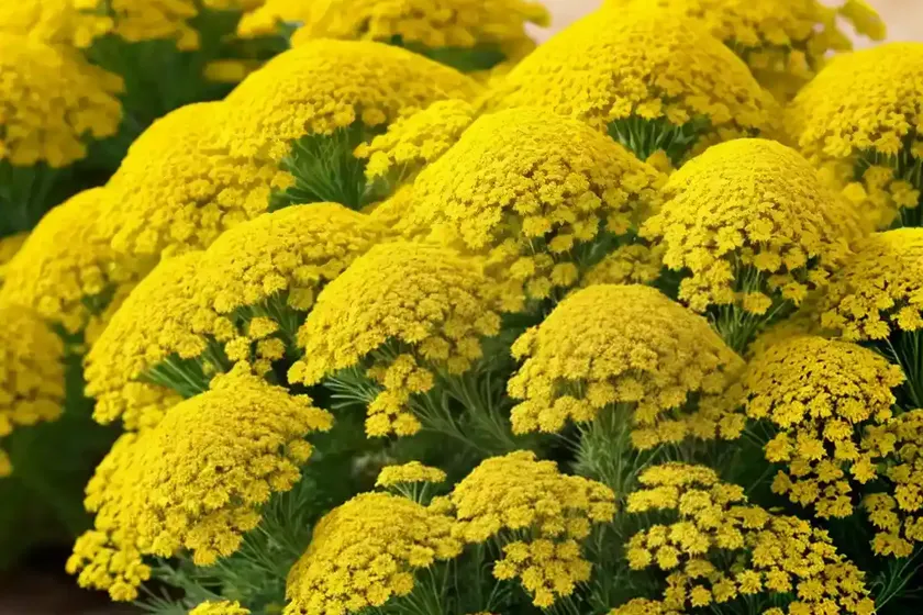 Achillea desert eve yellow (yarrow) — photo 3