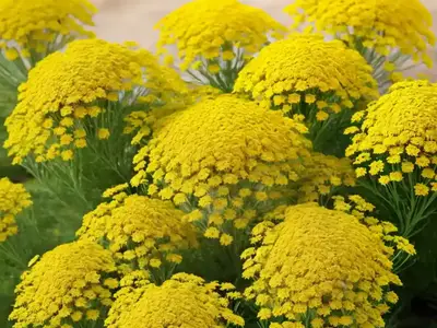 Achillea Desert Eve Yellow (Yarrow)