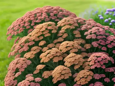 Achillea ‘Fanal’ Or ‘The Beacon’ (Yarrow)