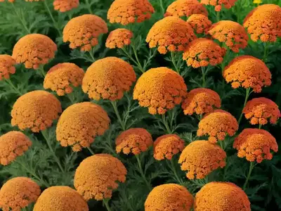Achillea ‘Feuerland’ (Yarrow)
