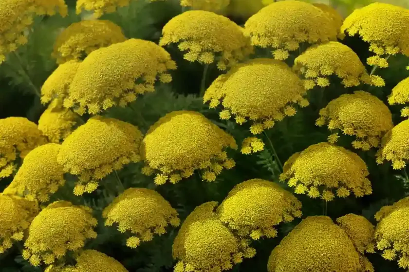 Achillea filipendulina ‘cloth of gold’ (fern-leaf yarrow) — photo 2