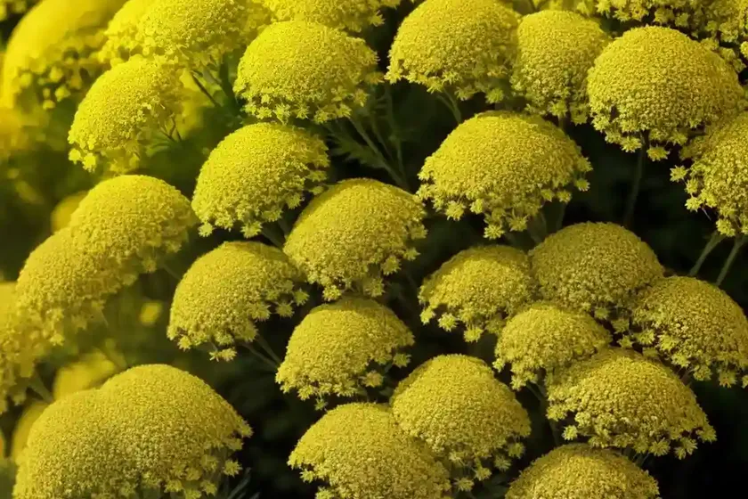 Achillea filipendulina ‘cloth of gold’ (fern-leaf yarrow) — photo 3