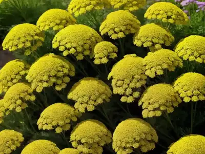 Achillea Filipendulina ‘Cloth Of Gold’ (Fern-Leaf Yarrow)