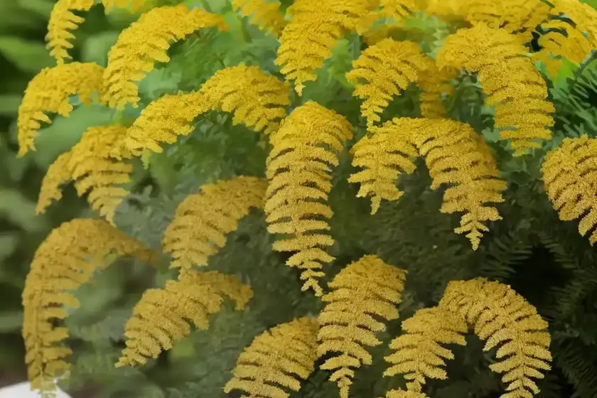 Achillea filipendulina ‘gold plate’ (fern-leaf yarrow) — photo 2