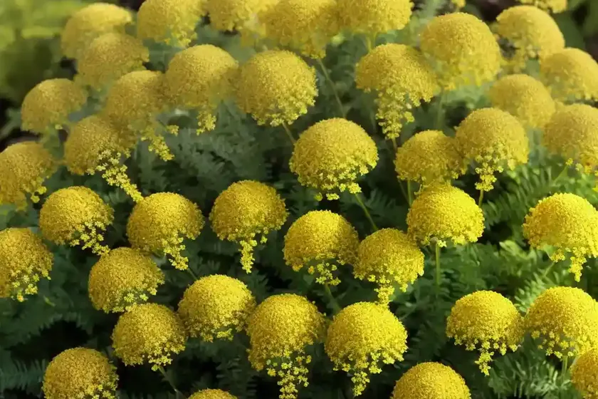 Achillea filipendulina ‘gold plate’ (fern-leaf yarrow) — photo 3
