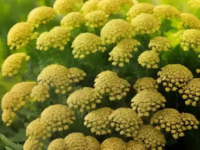 Achillea Filipendulina ‘Gold Plate’ (Fern-Leaf Yarrow)