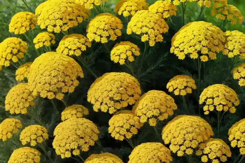 Achillea ‘Inca Gold’ (Yarrow) — photo 2