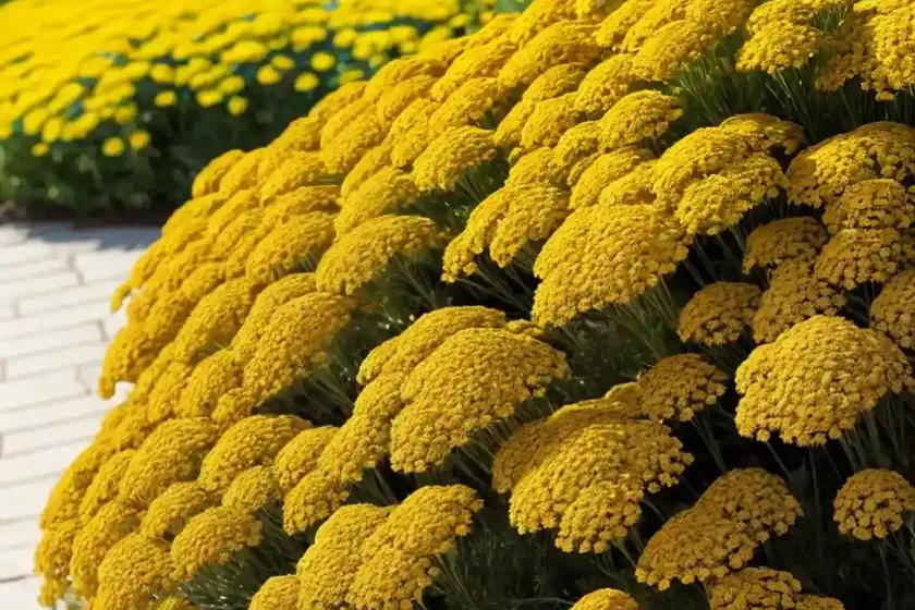Achillea ‘Inca Gold’ (Yarrow) — photo 3