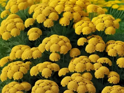 Achillea ‘Inca Gold’ (Yarrow)