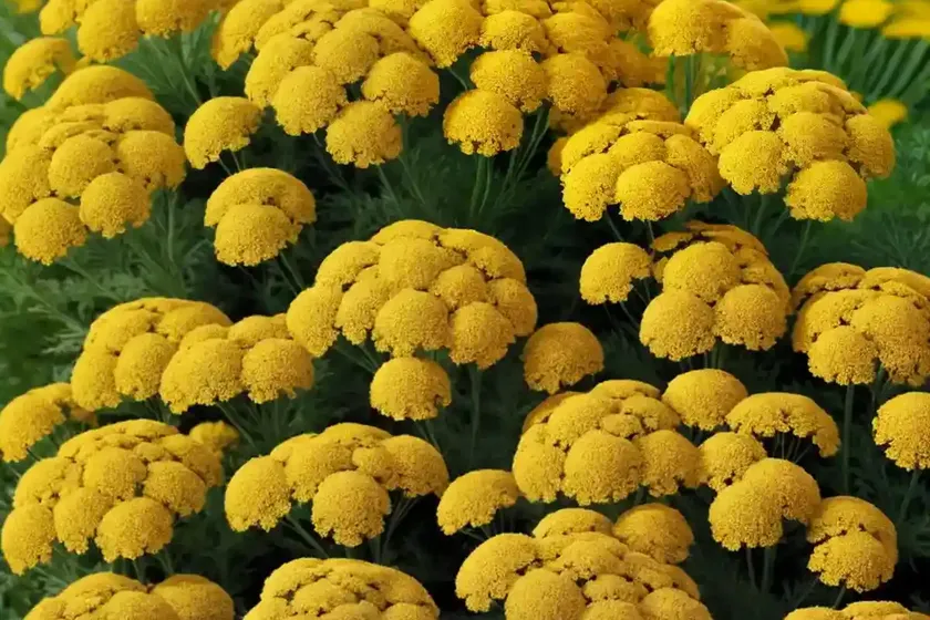 Achillea ‘Inca Gold’ (Yarrow)