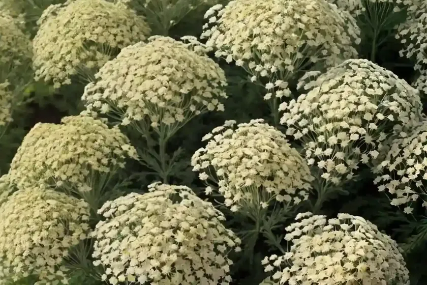 Achillea millefolium ‘appleblossom’ (yarrow) — photo 2