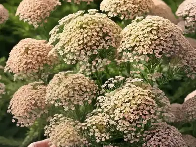 Achillea Millefolium ‘Appleblossom’ (Yarrow)
