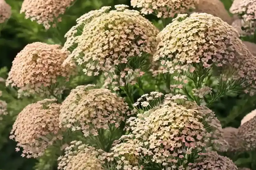 Achillea millefolium ‘appleblossom’ (yarrow)