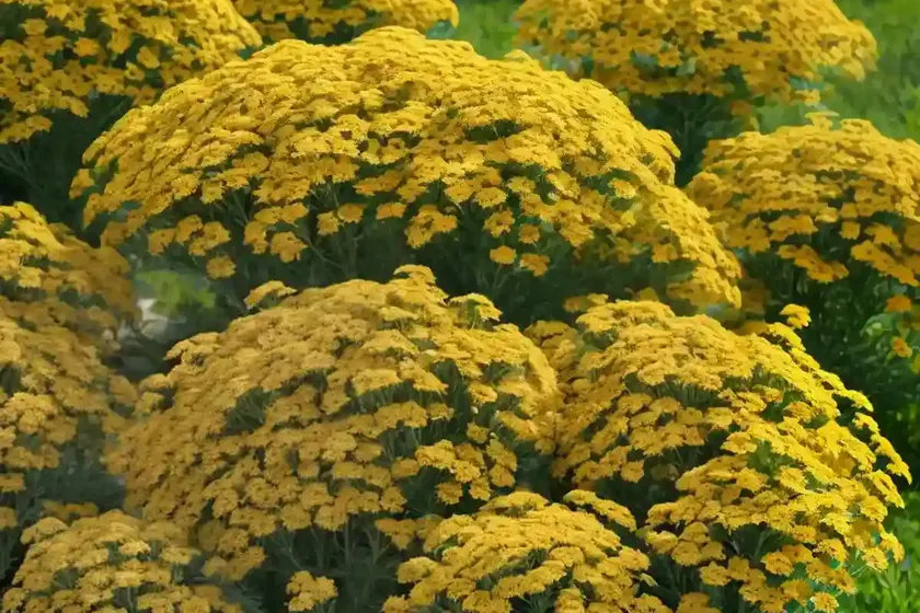 Achillea millefolium ‘apricot delight’ (yarrow) — photo 3