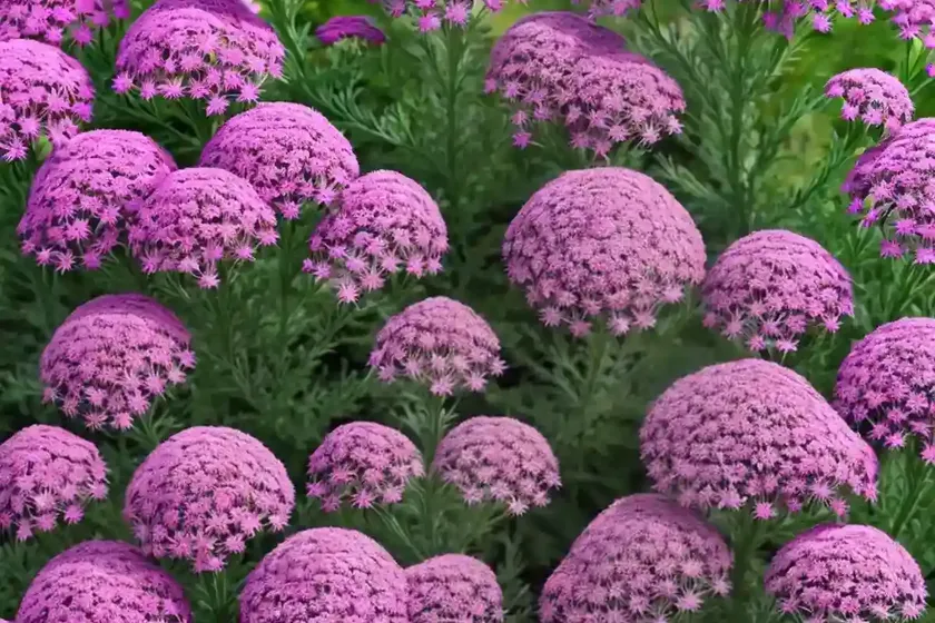 Achillea millefolium ‘cerise queen’ (yarrow) — photo 2