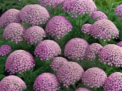Achillea Millefolium ‘Cerise Queen’ (Yarrow)