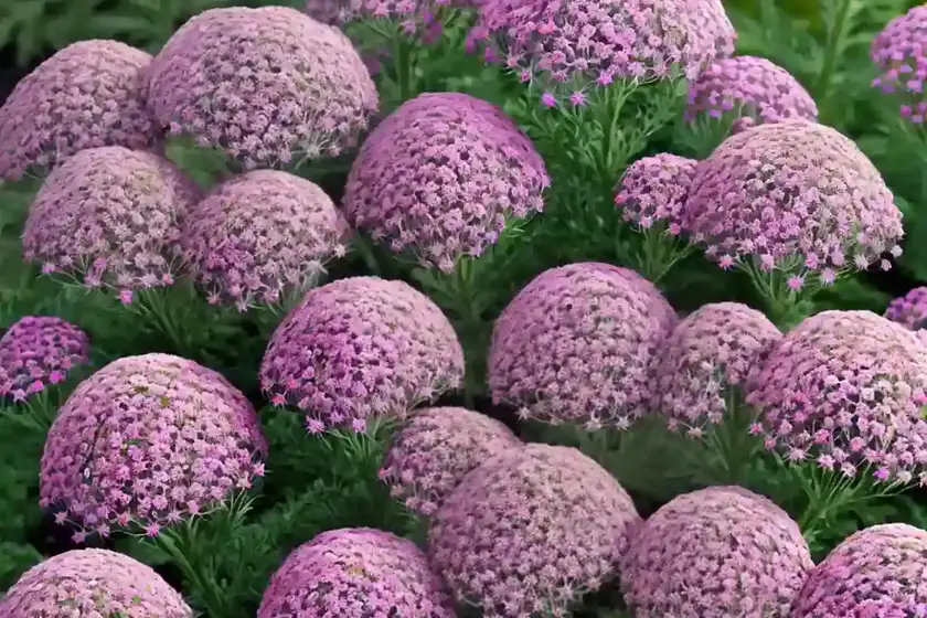 Achillea millefolium ‘cerise queen’ (yarrow)