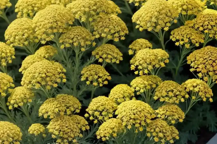 Achillea millefolium ‘firefly diamond’ (yarrow) — photo 2