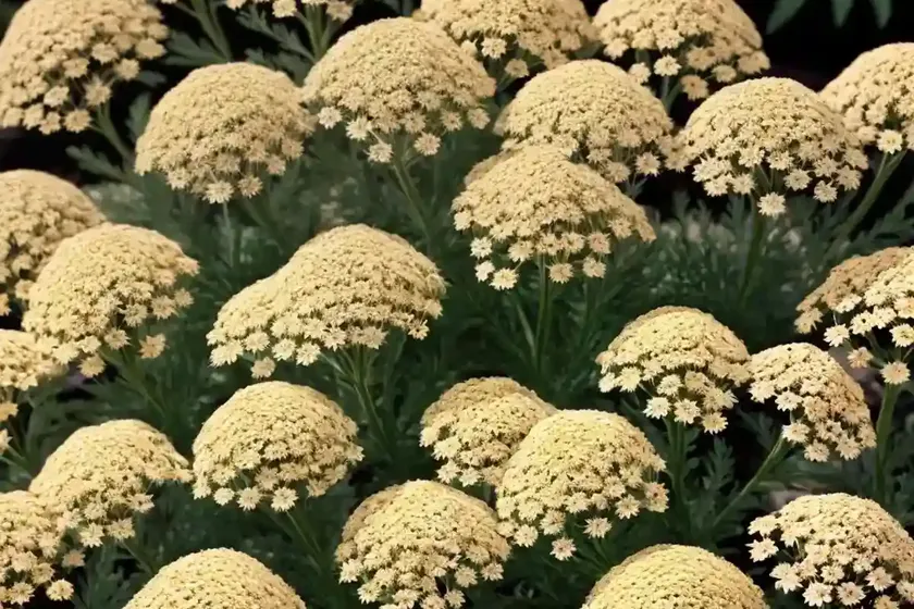 Achillea millefolium ‘firefly diamond’ (yarrow) — photo 3
