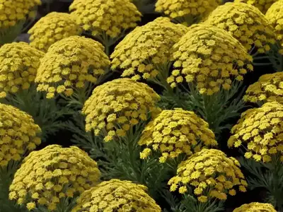Achillea Millefolium ‘Firefly Diamond’ (Yarrow)
