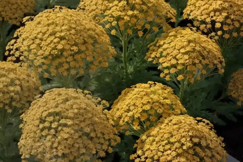 Achillea millefolium ‘firefly peach sky’ (yarrow) — photo 2