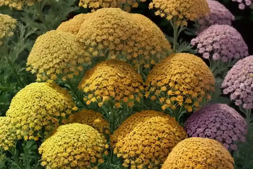 Achillea millefolium ‘firefly peach sky’ (yarrow) — photo 3
