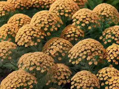 Achillea Millefolium ‘Firefly Peach Sky’ (Yarrow)