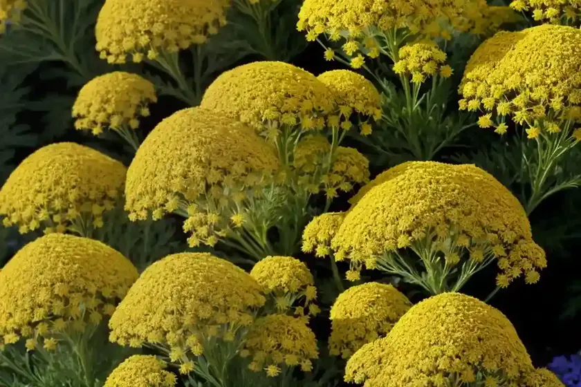 Achillea millefolium ‘firefly sunshine’ (yarrow) — photo 2