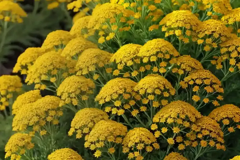 Achillea millefolium ‘firefly sunshine’ (yarrow) — photo 3