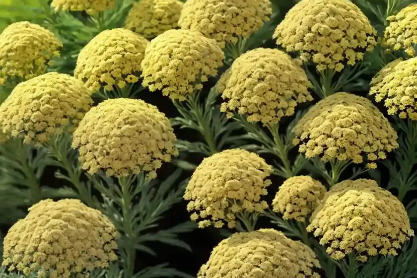 Achillea millefolium little moonshine (yarrow) — photo 3