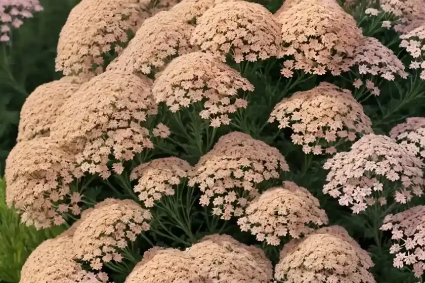 Achillea millefolium ‘pink grapefruit’ (yarrow) — photo 2