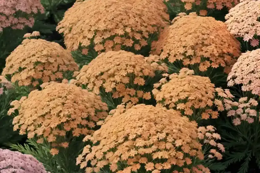 Achillea millefolium ‘pink grapefruit’ (yarrow) — photo 3