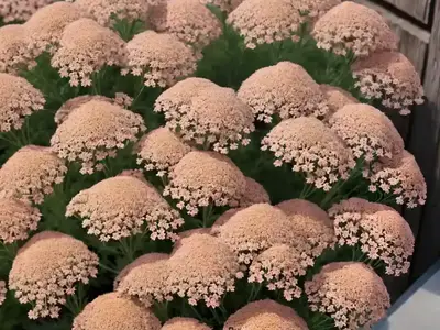 Achillea Millefolium ‘Pink Grapefruit’ (Yarrow)
