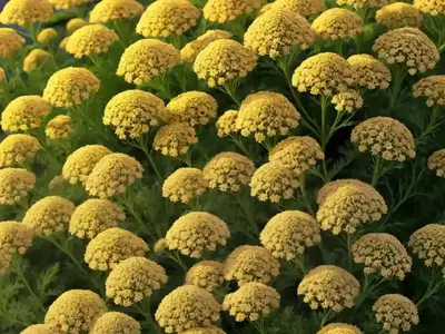Achillea Millefolium ‘Pretty Belinda’ (Yarrow)