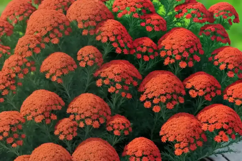Achillea millefolium ‘red velvet’ (yarrow) — photo 3