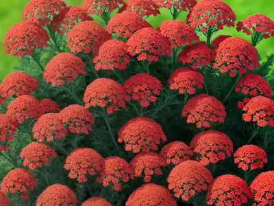 Achillea Millefolium ‘Red Velvet’ (Yarrow)