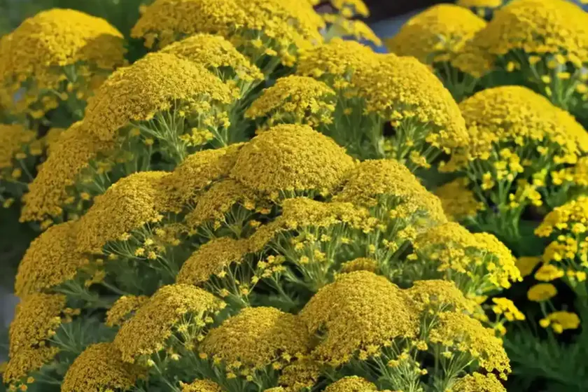 Achillea millefolium ‘sassy summer sangria’ (yarrow) — photo 2